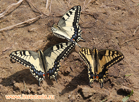 Махаон (Papilio machaon)